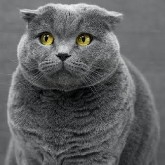 Syaka
