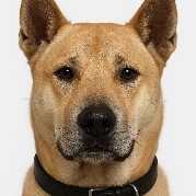 $PI  I'll teach you a trick: as long as other coins are rising, just short PI; as long as other coins are falling, just buy more PI.