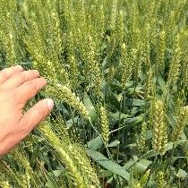 $PI  just wants to rise a bit more to go in even deeper!