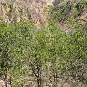 Donglai