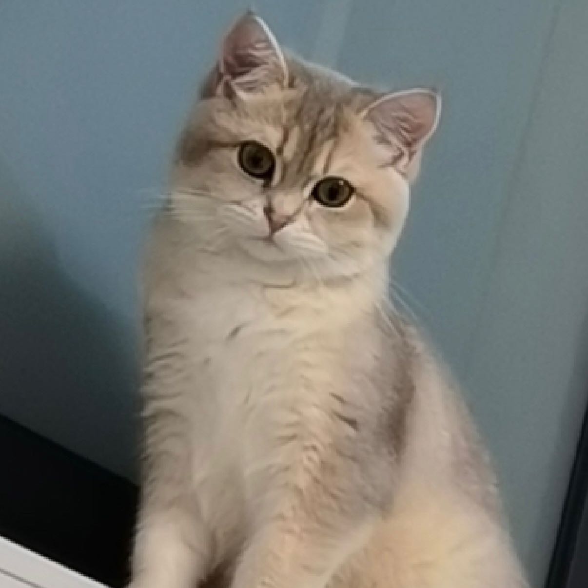 $PI  Charge! Buy! Buy!