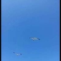 $PI  Can this payout mentioned to the exchange also be applied to the wallet? Are they the same?