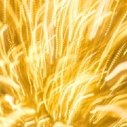 做一个金光闪闪的宝