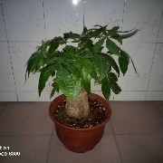 $BTC  On the morning of November 5, 2025, market analysis, under the fluctuation down to 126585.-99585, go long at 97158, take profit at 103585.. stop loss at 95585. Please control your Position well,