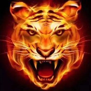 FireTiger