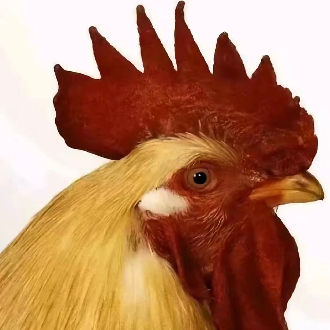 $ETH  Bullish at low prices. Boldly copy the robot below to increase profits and reduce risks. Recommended leverage 1~2x. Take profit at 50%~300%. Once you make a profit, it's best to exit; otherwise, you may easily lose it back. Please follow me, thank you. #加密市场小幅回暖 