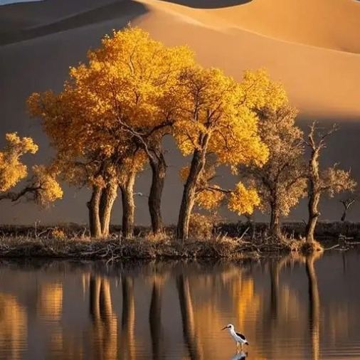 Today, let&#39;s talk about a very practical new feature by @build_on_bob on Unichain, which allows you to convert BTC to wBTC with one click.
The entire process requires only one on-chain transaction: the user sends native BTC while carrying the conversion intent, and the BOB Gateway will verify the transaction through a three-layer mechanism of solver, relayer, and bridge, executing the conversion securely on-chain.
The final result is wBTC on the Unichain L2 network, which is faster, cheaper, and can directly participate in DeFi.
The entire process is not a simple bridging: the native BTC undergoes partial signing and OP_RETURN data processing by the solver and relayer, and then generates the corresponding wBTC on Unichain through the LayerZero OFT mechanism.
This means that BTC has truly entered the composable DeFi world from a static asset.
The liquidity of Bitcoin is being reactivated.
#cookie @cookiedotfuncn @cookiedotfun