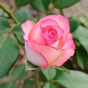 #PI  is still struggling