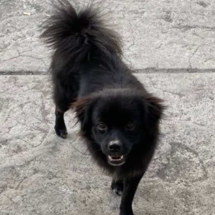 See more whale flows on other $SOL coins with this web app👇