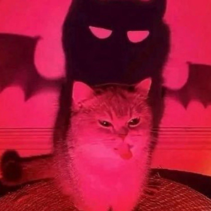 ArannaTheRebelliousKitten