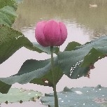 $PI  Chinese community's energetic streamers will never improve without S-pai.