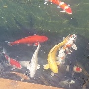 $PI My feelings are still deep, after all, Lao Xian has gone crazy, selling off assets and fleeing. Wishing everyone good luck and all the best.